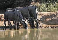 Wildebeest trio