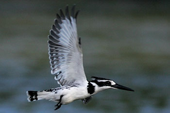 Pied kingfisher in flight above river