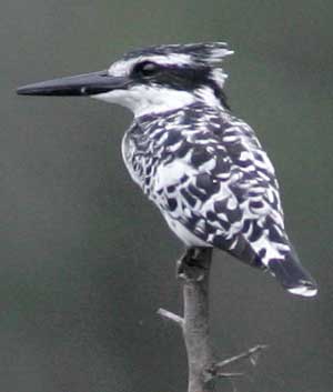 Pied Kingfisher