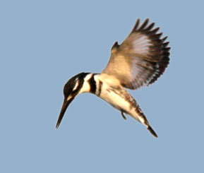 Pied Kingfisher hovering
