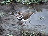 Three-banded Plover