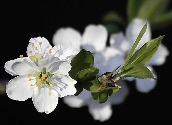 White Plum Blossoms on black background