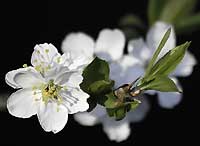 Plum blossom in spring