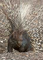 Porcupine leaving burrow, Botswana