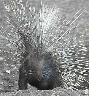 Porcupine emerging from burrow in ground