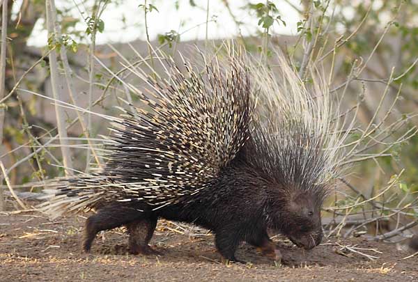 Porcupine walking along dry riverbed, Botswana