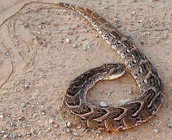 Puff adder lying in road