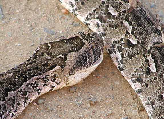Puf adder close-up
