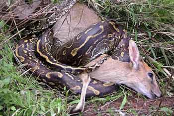 Rock Python wrapped around antelope
