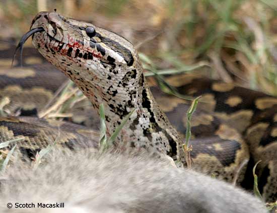 African Rock Python close-up of head