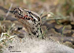Rock Python, close-up of head