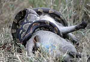 Rock Python with monkey