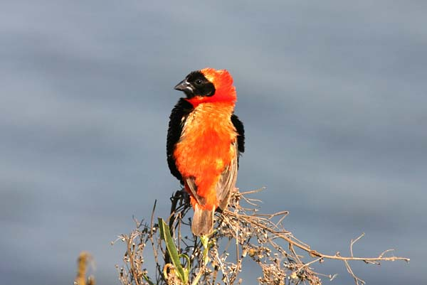 Red Bishop