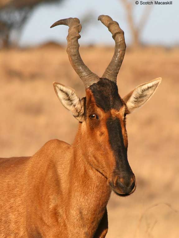 Red hartebeest