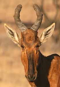 Red hartebeest close-up