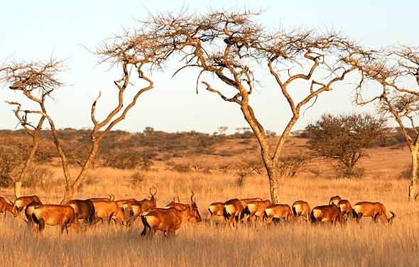 Red hartebeest herd