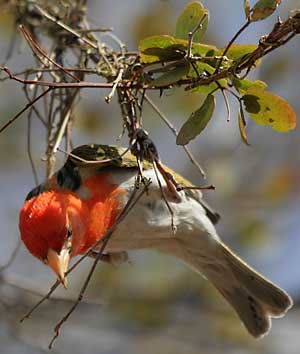 Redheaded weaver building nest