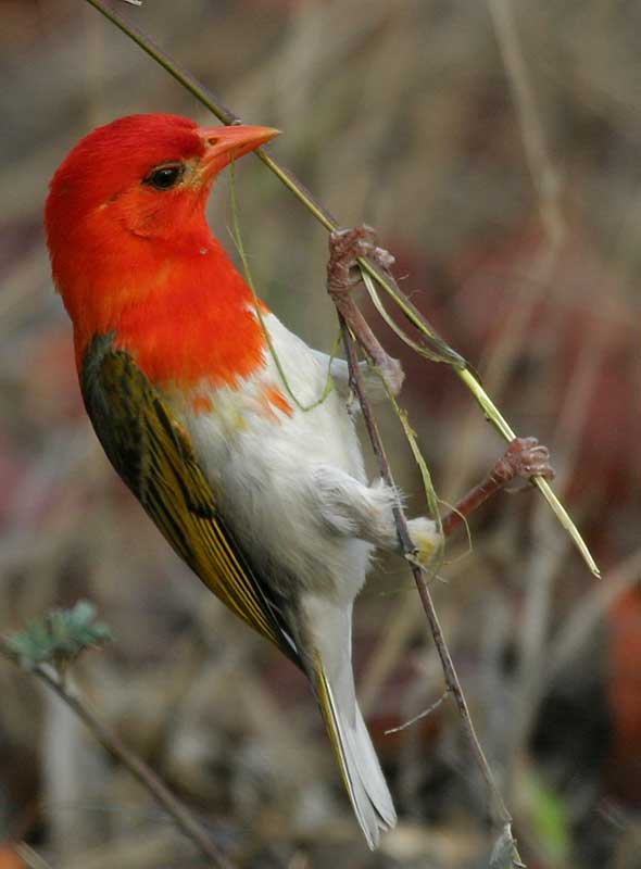 Redheaded weaver collecting building material
