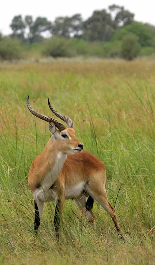 Red lechwe in Okavango Delta