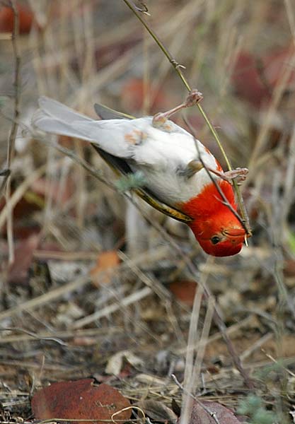 Redheaded Weaver 