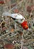 Redheaded Weaver