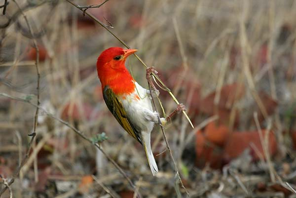 Redheaded Weaver