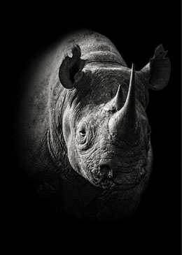 rhino-face-onblack-wall-art