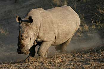 Rhino on the run