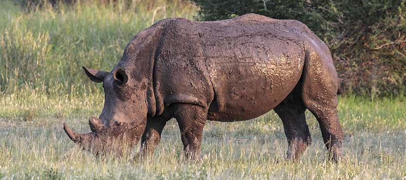 White rhino grazing, Kruger National Park, South Africa