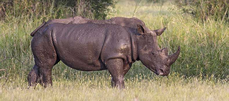 Rhino grazing after a wallow, Kruger National Park, South Africa
