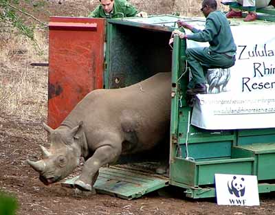 Black Rhino being released