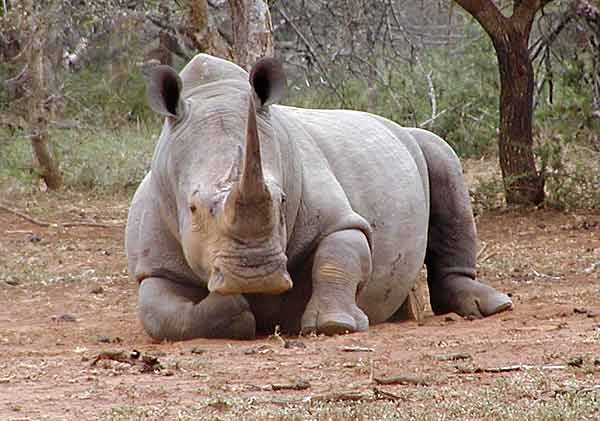 rhino lying down