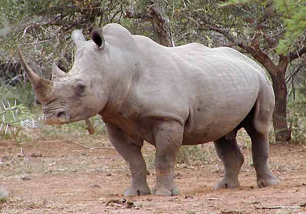 rhino standing