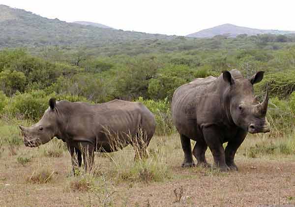 Rhino mother with calf