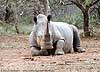 Picture of rhino at rest, Umfolozi Game Reserve, South Africa