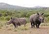 Picture of rhino mother and calf