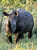 rhino standing in green grass