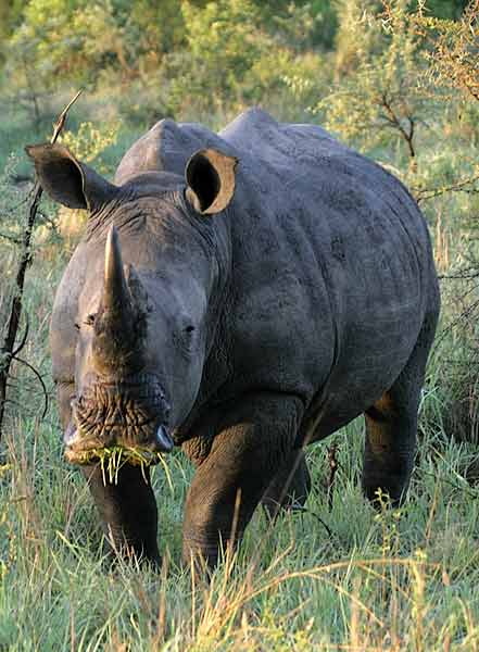 Rhino grazing green grass