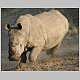 rhino on the run