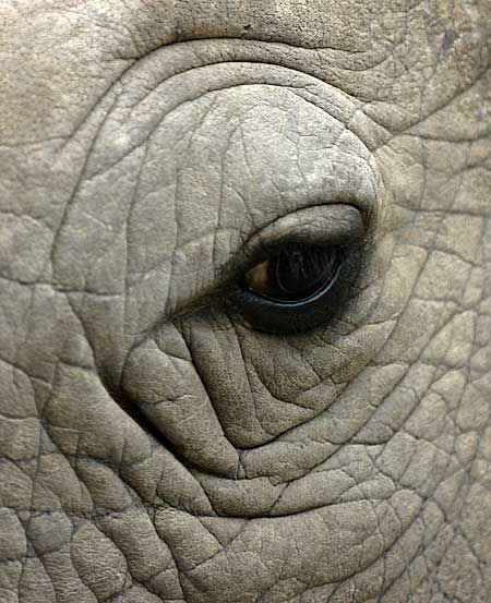 Rhino Close-up