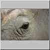 White Rhino eye, close-up