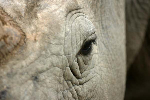 Rhino head-shot, close-up