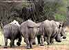 Rhino group, back view