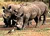 Rhino group