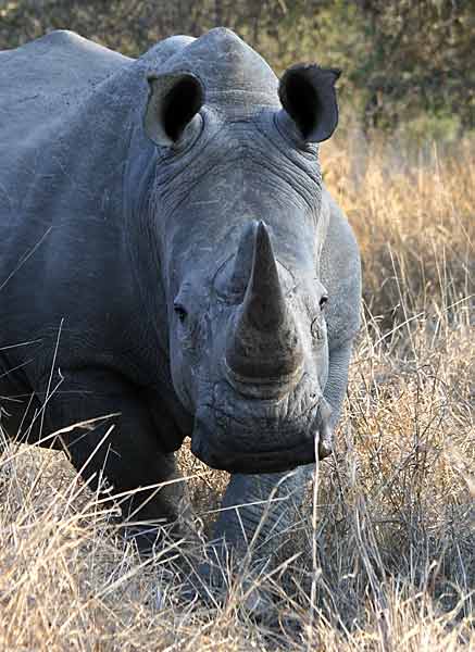 White Rhino head and torso