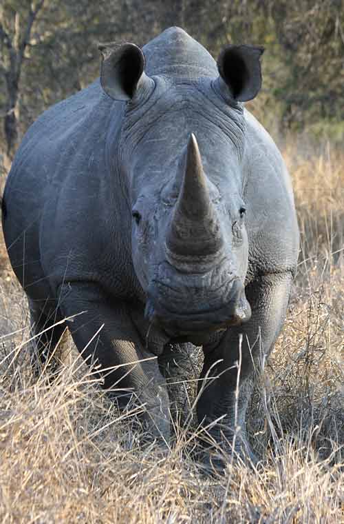 White rhino, front-on view