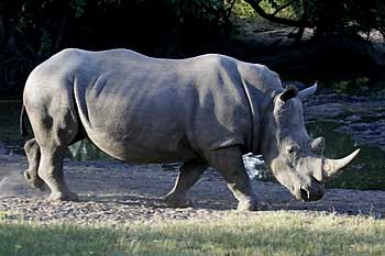 White rhino near waterhole, Khama Rhino Sanctuary, Botswana