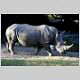 White rhino