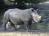 Young rhino at waterhole