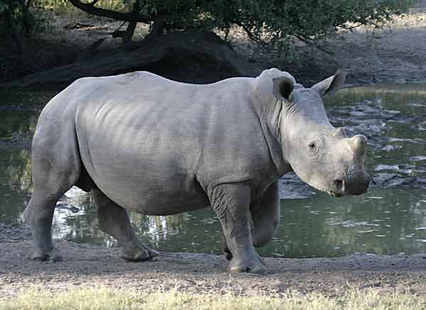 Rhino at waterhole